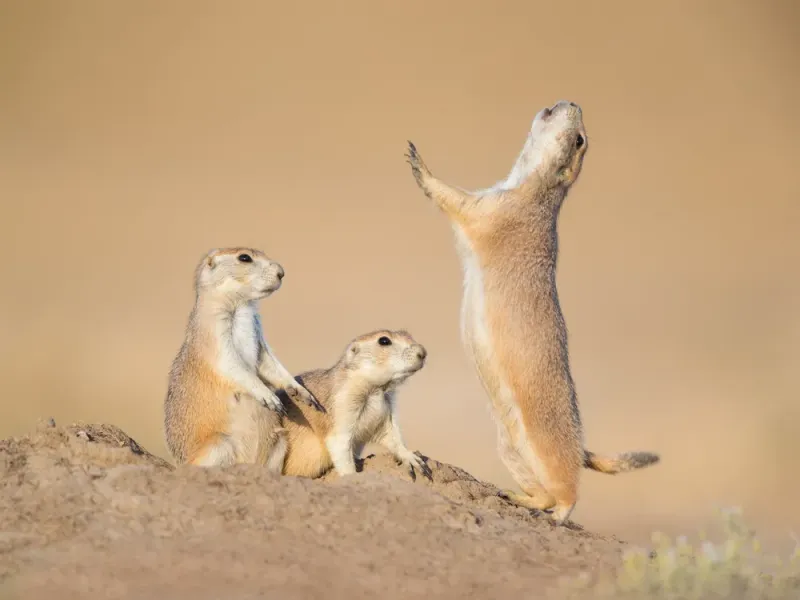 Jump-Yip