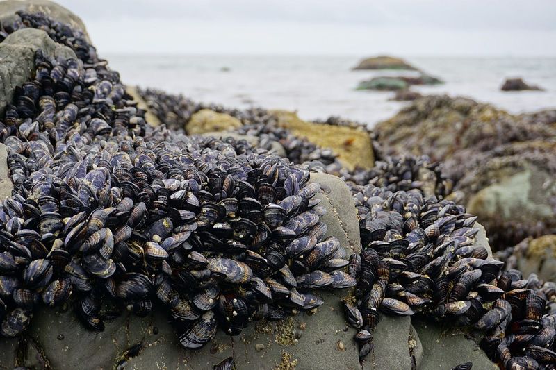 Mussel