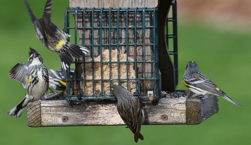 Keep Feeders Clean And Safe