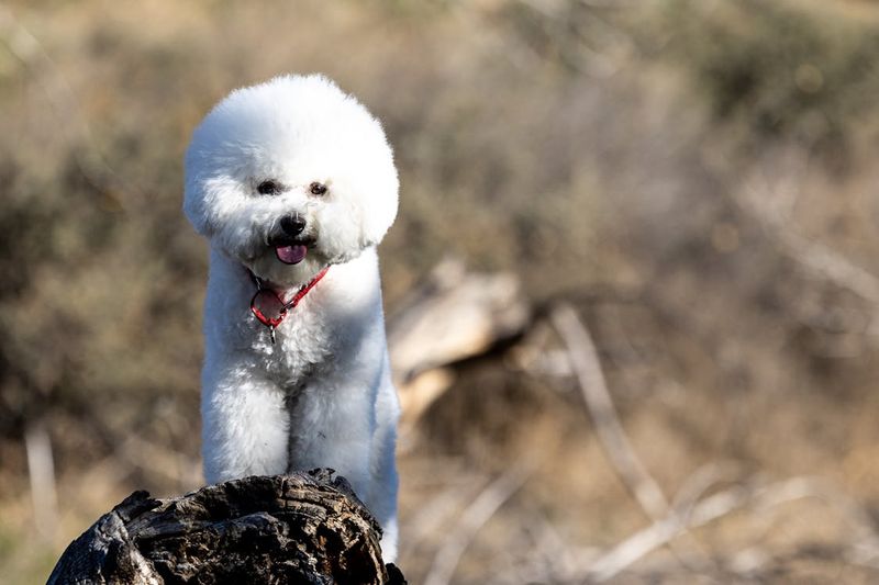 Bichon Frise's Outdoor Follies