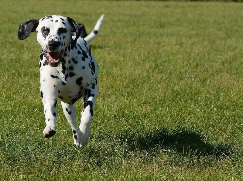 Dalmatian