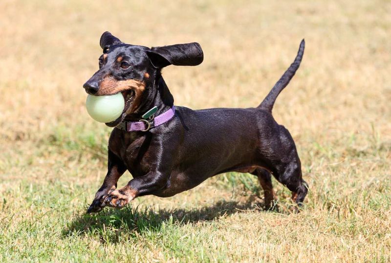 Dachshunds: More Than Just Wiener Dogs