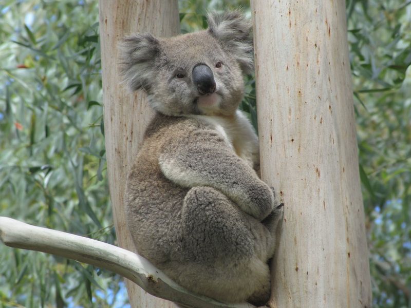 Genetic Diversity Breakthrough