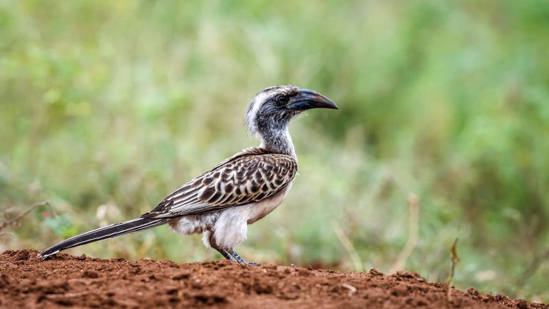 African Grey Hornbill
