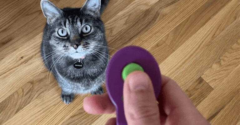 Clicker Training 101: Follow These 15 Rules To Train Your Cat Like A Pro
