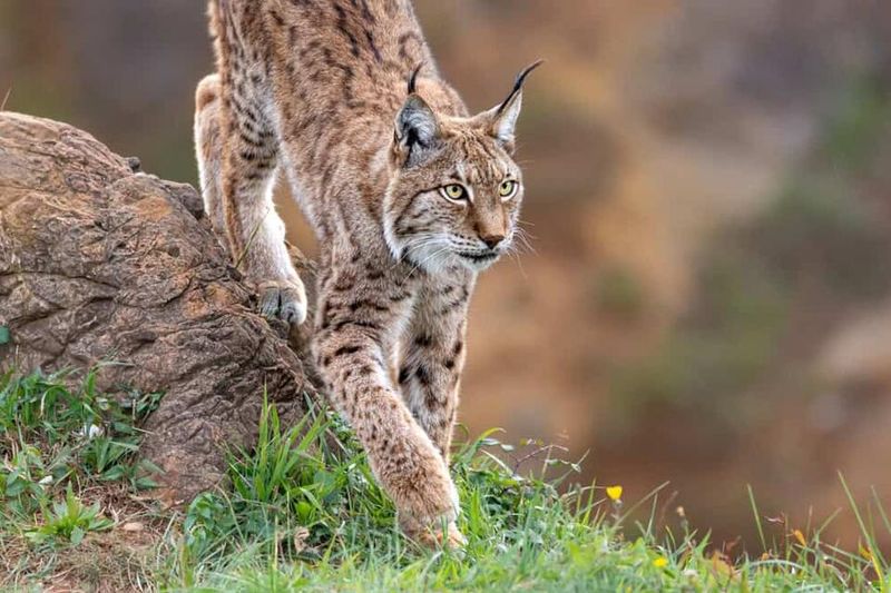 How Lynx Recovery Affects Forest Ecosystems