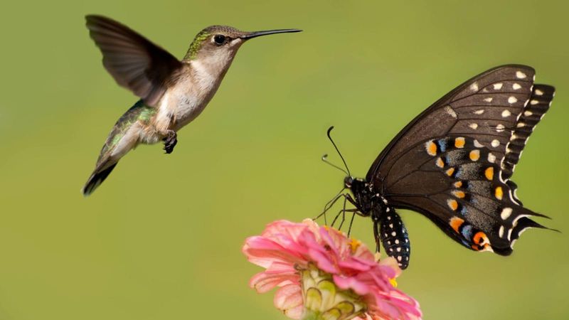 Butterfly Companions