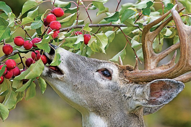Berries