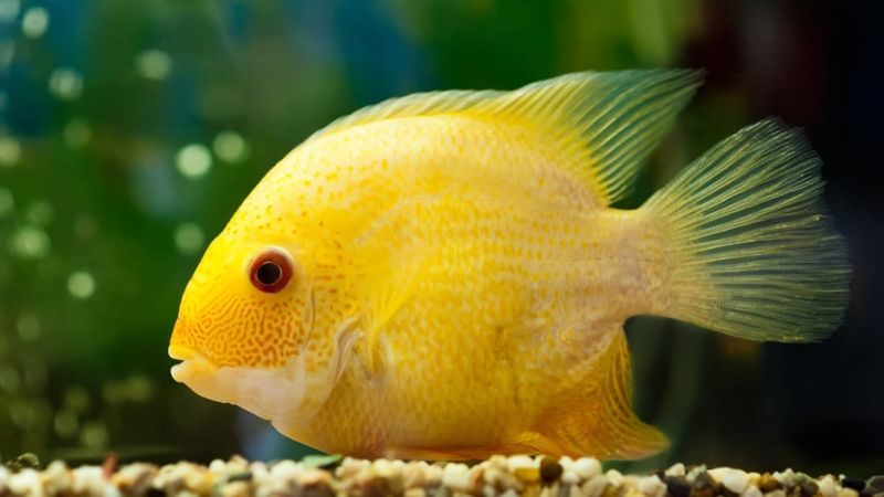 Severum Cichlid