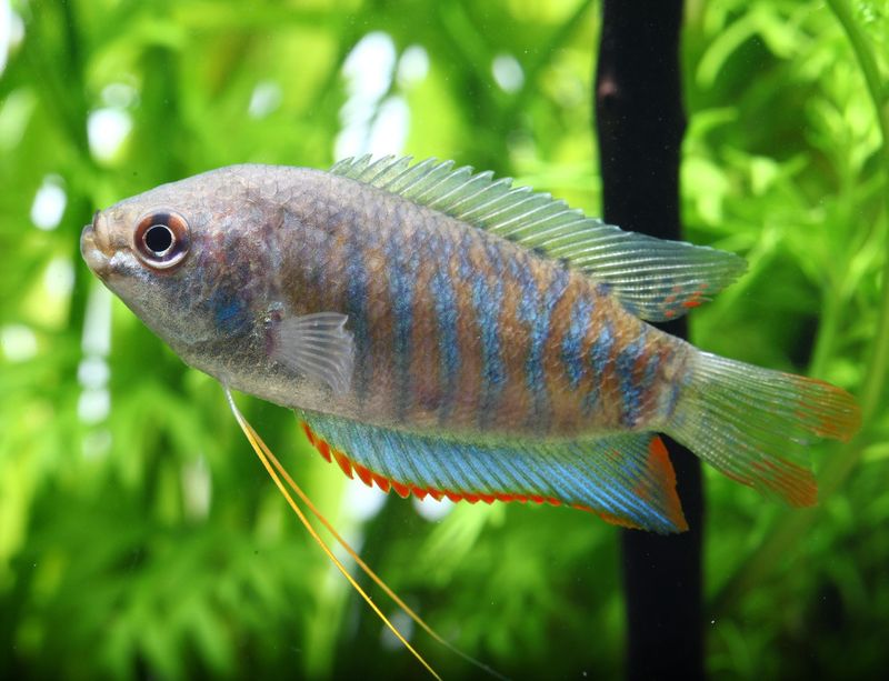 Banded Gourami