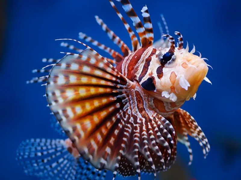 Lionfish