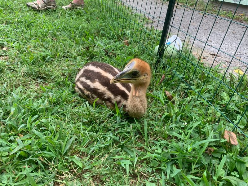 Prehistoric-Looking Cassowary Chicks