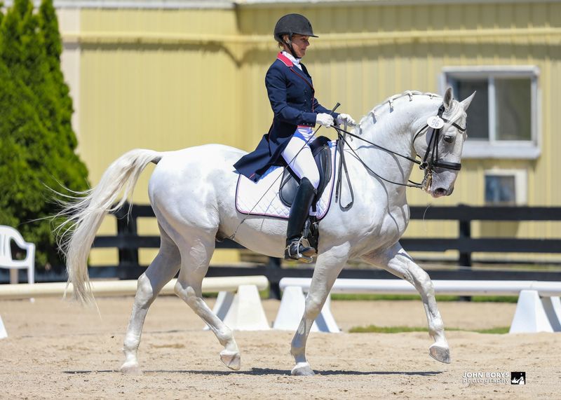 Lipizzaner