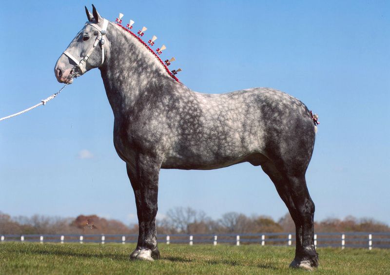 Percheron