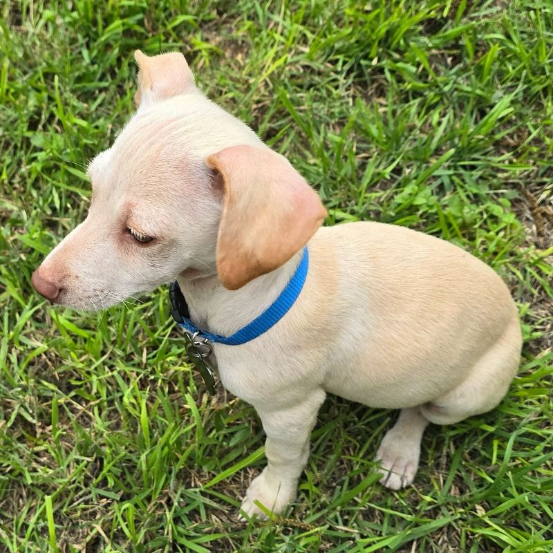 Chiweenie
