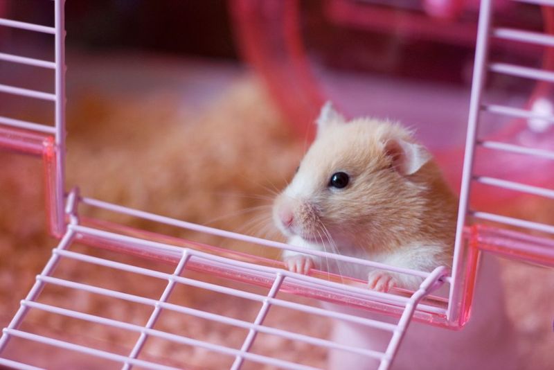 Hamsters