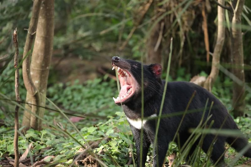Tasmanian Devil