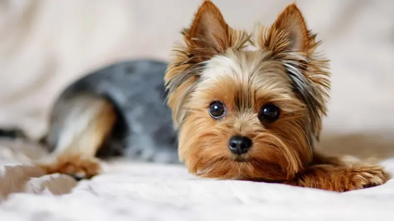 Yorkshire Terrier