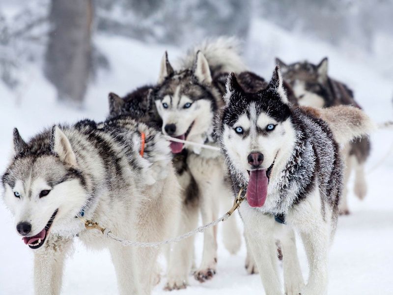 Siberian Husky