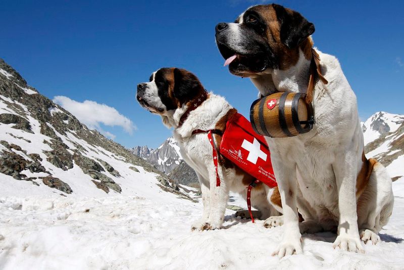 St. Bernard