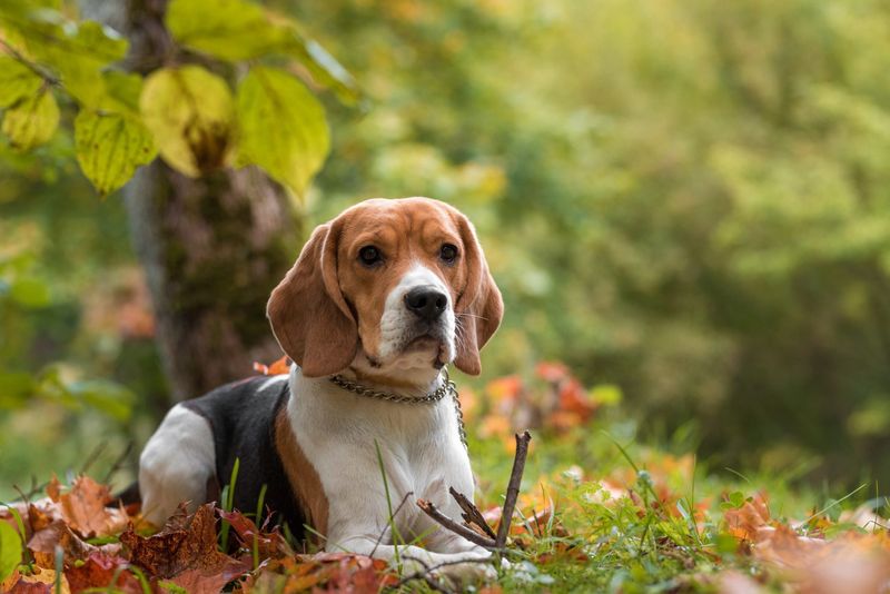 Beagle