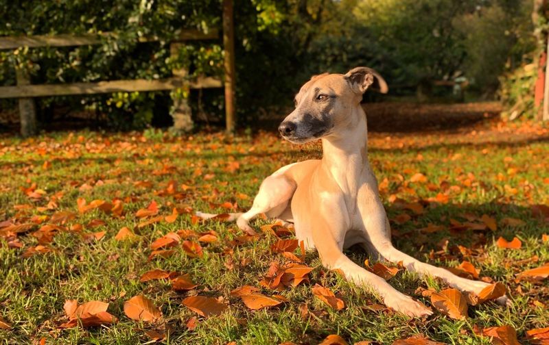 Whippet