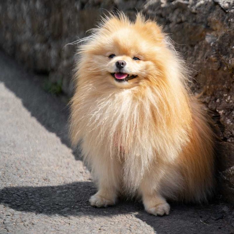 Pomeranian