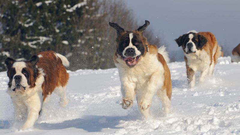 Saint Bernard