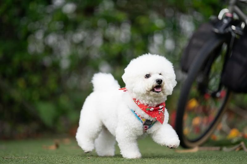 Bichon Frise