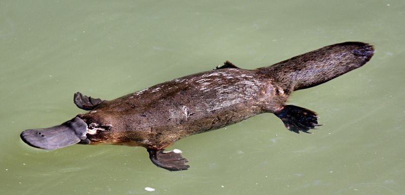 Platypus