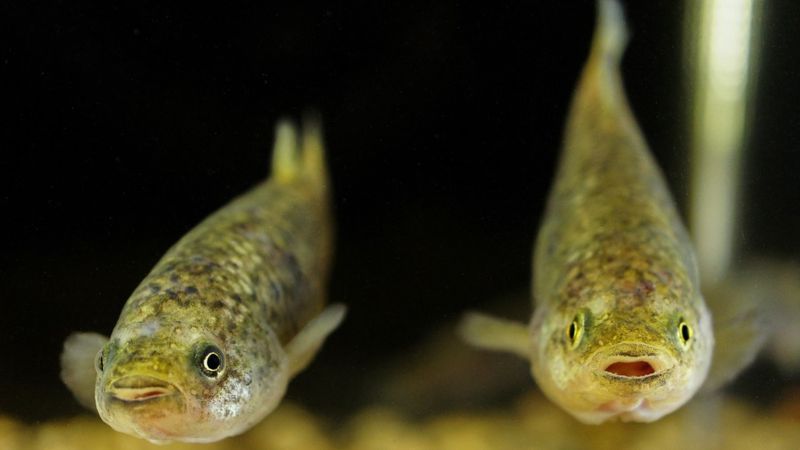 Pahrump Poolfish