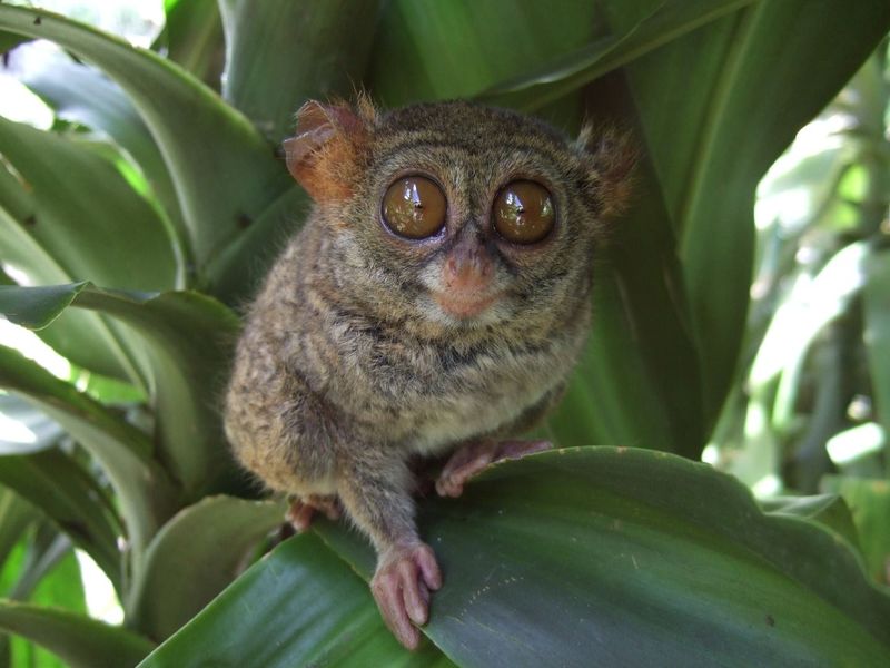 Pygmy Tarsier