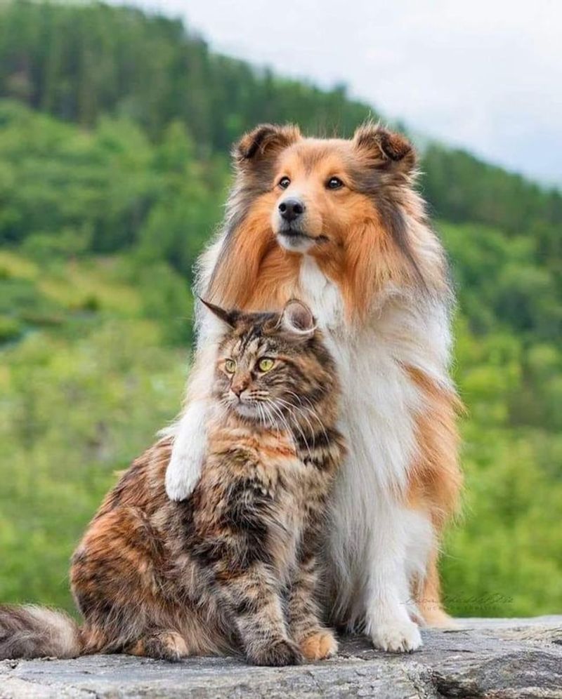 Shetland Sheepdog