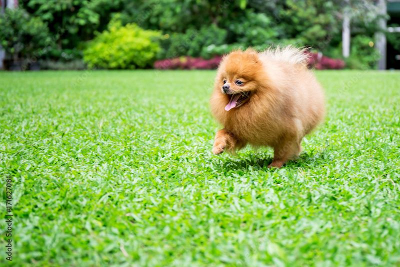 Pomeranian