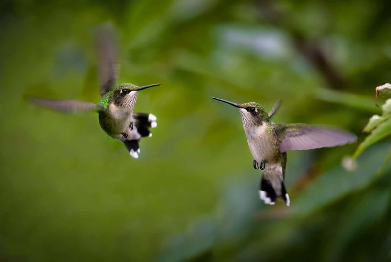 Territorial Behavior Misunderstandings