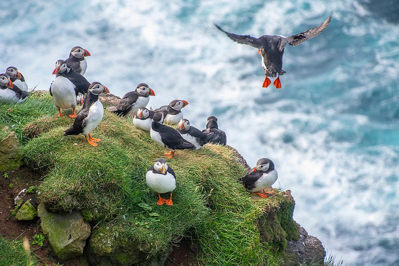 Maine: Atlantic Wildlife Treasure