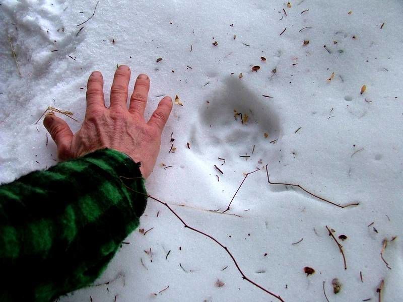 Signs Of Natural Return In The Northeast