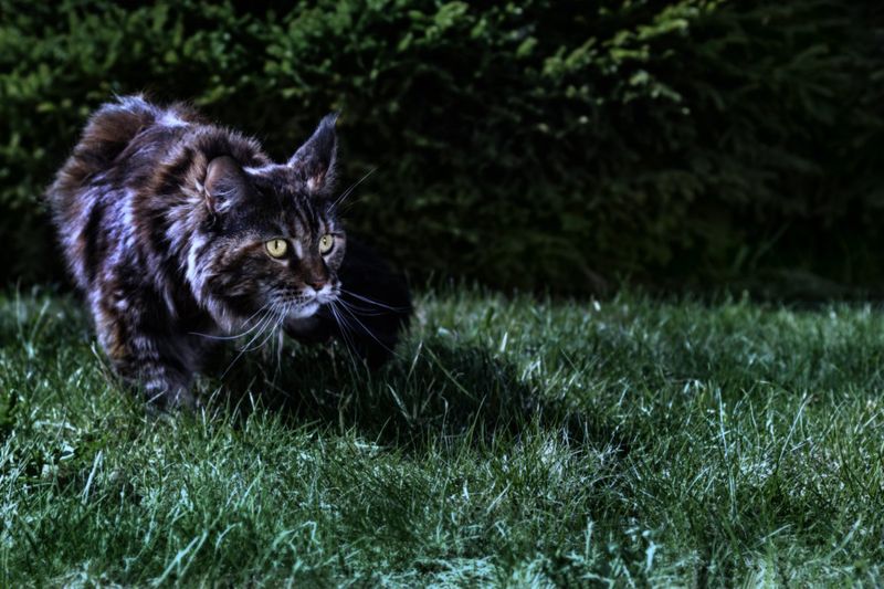 Nocturnal Instincts