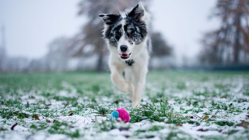 Playfulness Preservers