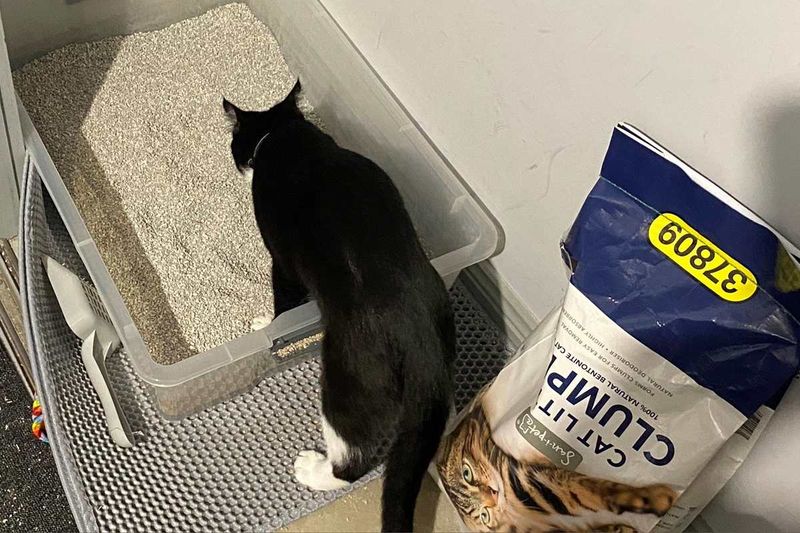 Clean Litter Box Before Bed