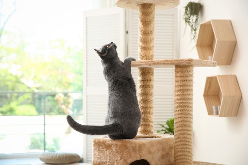 Vertical Scratching Boards