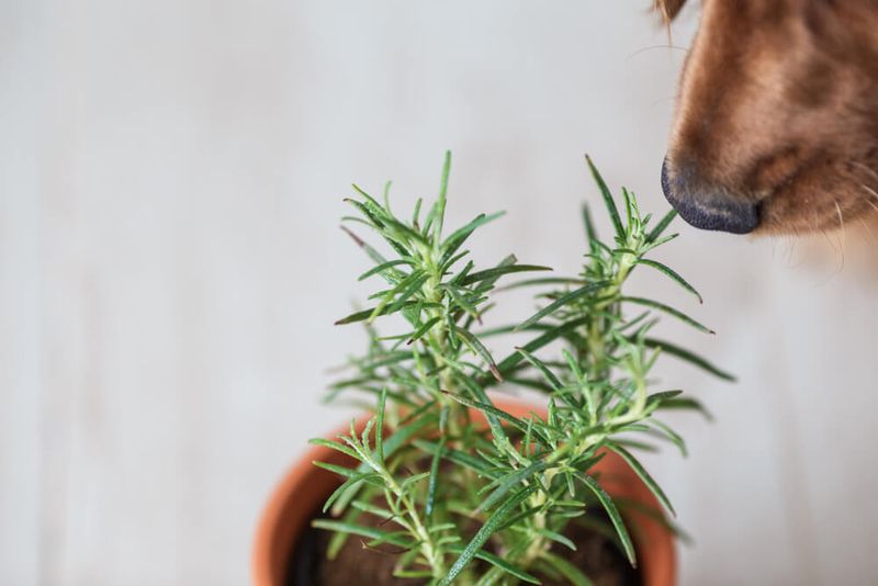 Rosemary
