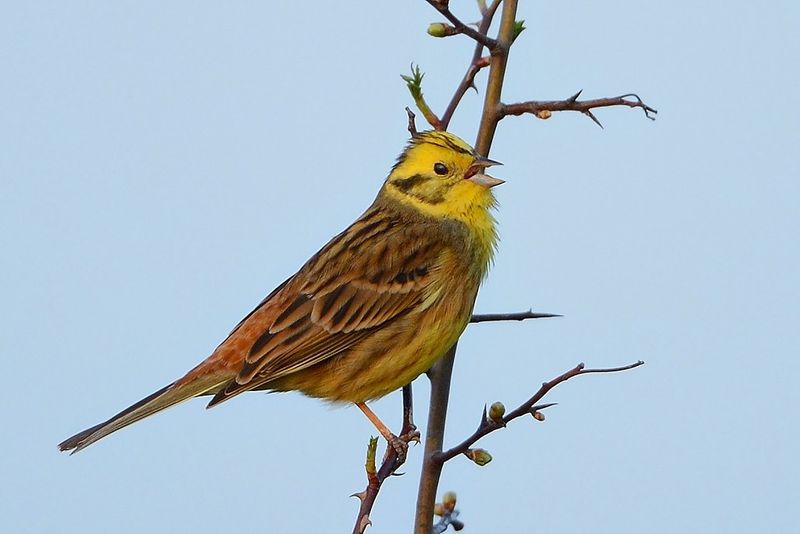 Yellowhammer