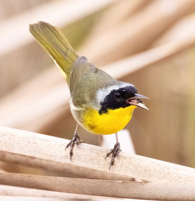 Common Yellowthroat