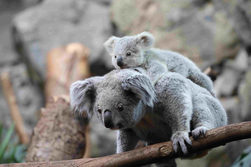 Playful Interactions Between Joeys