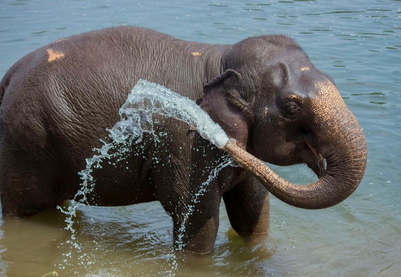 Bathing
