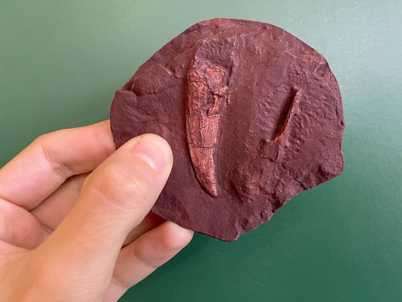 Implications Of The Discovery On Paleontological Research​