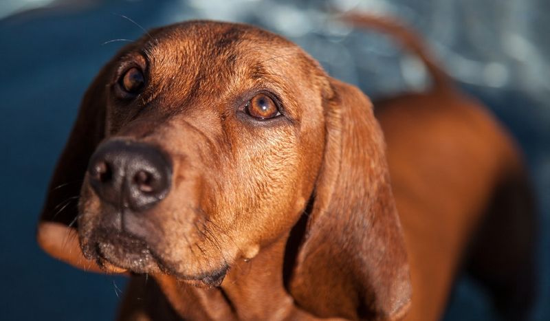 Arkansas - Redbone Coonhound