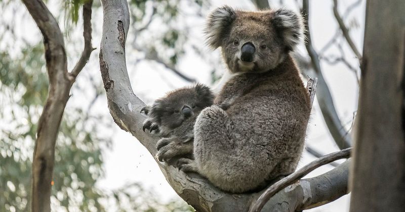 Save The Koala Foundation Founded