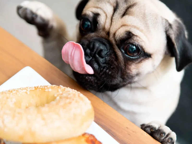 Make Mealtimes Boring For Your Dog